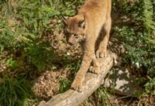 commercial footprint analysis report