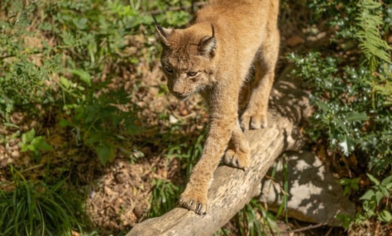 commercial footprint analysis report