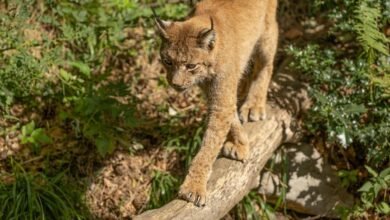 operational footprint assessment review