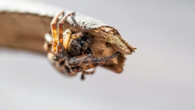 digital growth and development