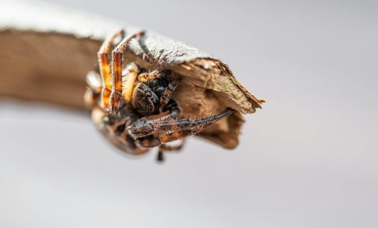 digital growth and development