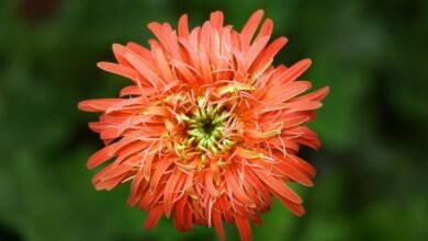 zenith flow conversion growth